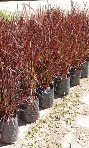 Penissetum Rubra