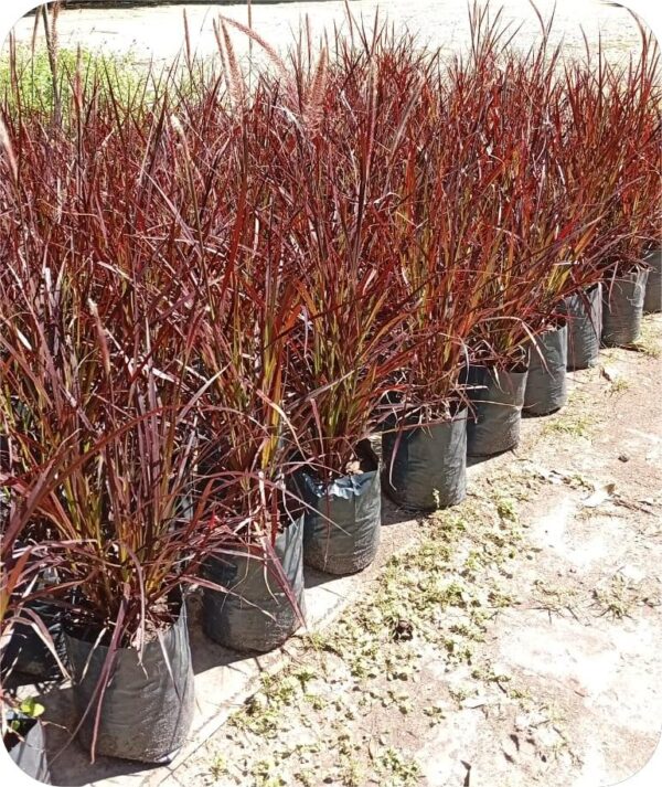 Penissetum Rubra