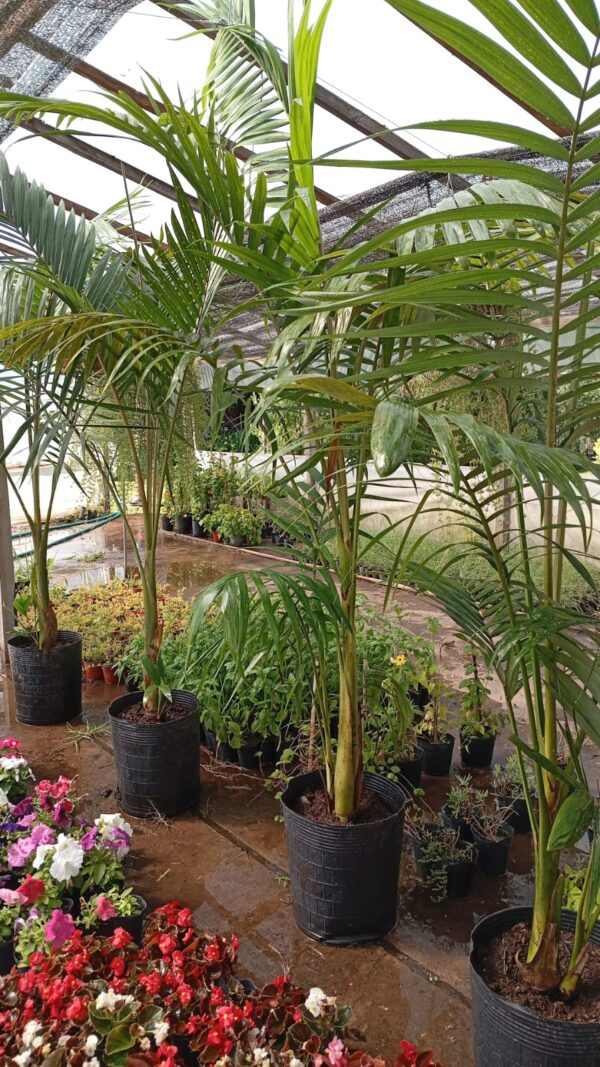 Palmera Real Australiana (Seafortia) - Image 2