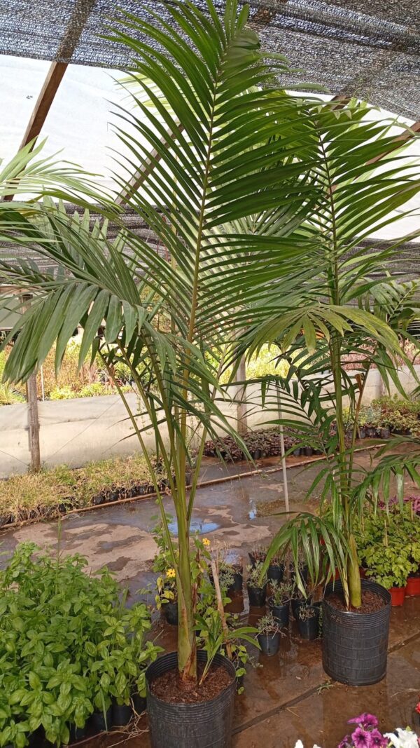 Palmera Real Australiana (Seafortia) - Image 3