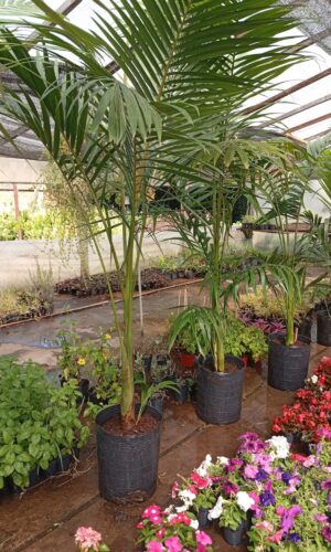 Palmera Real Australiana (Seafortia)