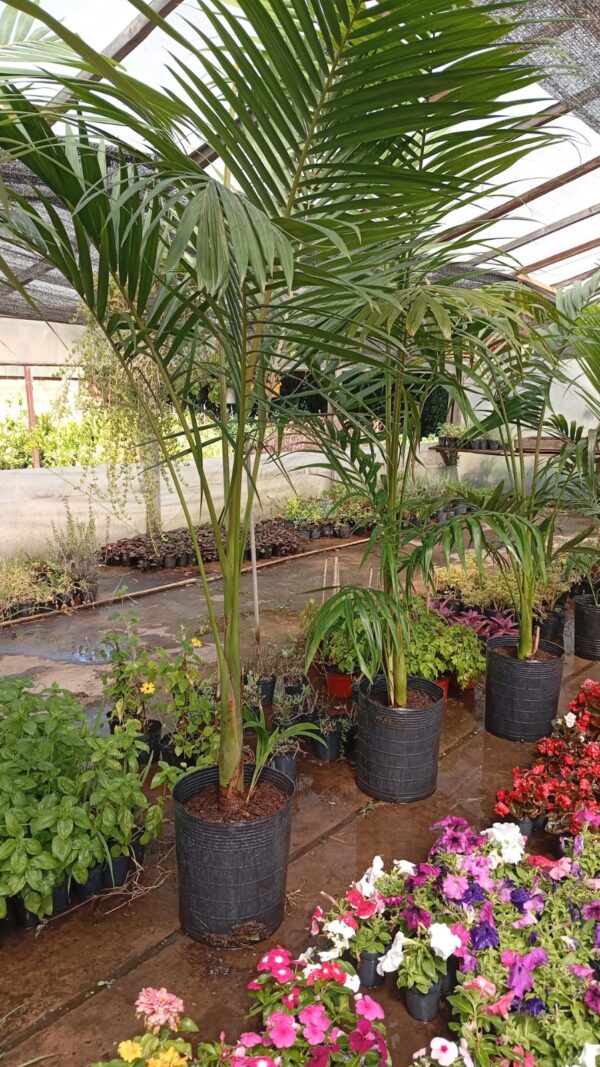 Palmera Real Australiana (Seafortia)