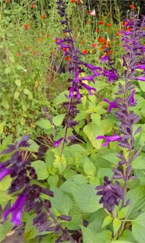 Salvia Guaranitica