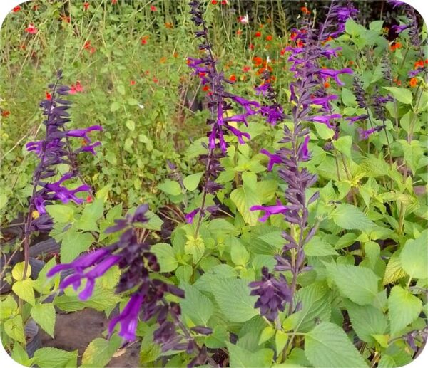 Salvia Guaranitica